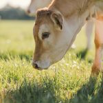 veau-decouverte-nature-ferme-puech-tarn-81