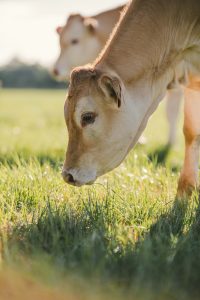 Veau Decouverte Nature Ferme Puech Tarn 81 200x300